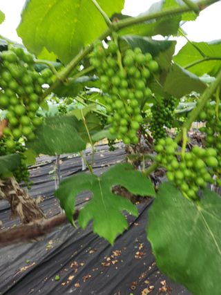 영동포도님의 포도 · 영농일지 작성글 사진