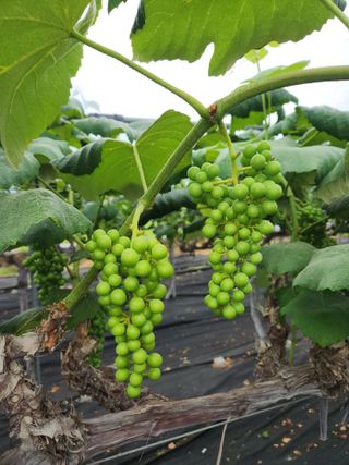 영동포도님의 포도 · 영농일지 작성글 사진