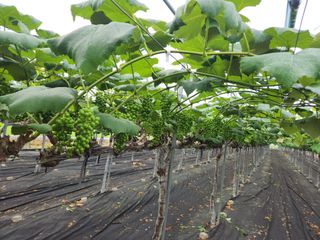 영동포도님의 포도 · 영농일지 작성글 사진