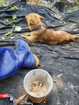 영동포도님의 포도 · 영농일지 작성글 사진