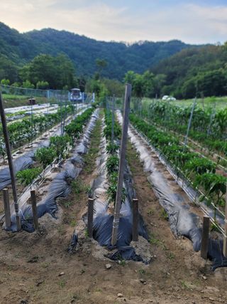 계룡남님의 고추 · 영농일지 작성글 사진