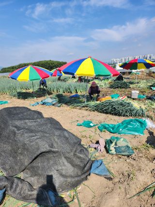진기섭님의 6월 내 작물 자랑하기🌱 · 참여글 작성글 사진