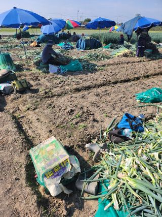 진기섭님의 6월 내 작물 자랑하기🌱 · 참여글 작성글 사진