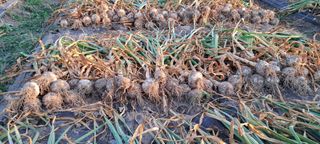 정진구님의 마늘 · 영농일지 작성글 사진