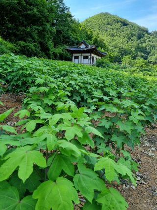 이상응님의 6월 내 작물 자랑하기🌱 · 참여글 작성글 사진