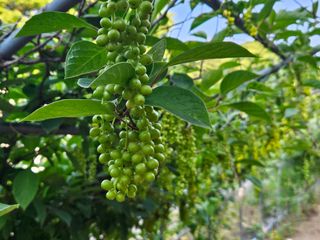 시금치15102님의 기타작물 · 영농일지 작성글 사진