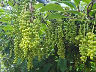 시금치15102님의 기타작물 · 영농일지 작성글 사진