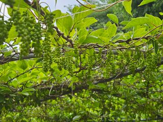 시금치15102님의 기타작물 · 영농일지 작성글 사진
