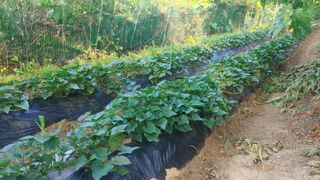 나눔과섬김님의 고구마 · 영농일지 작성글 사진