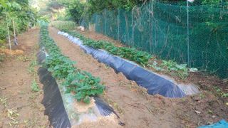 나눔과섬김님의 고구마 · 영농일지 작성글 사진