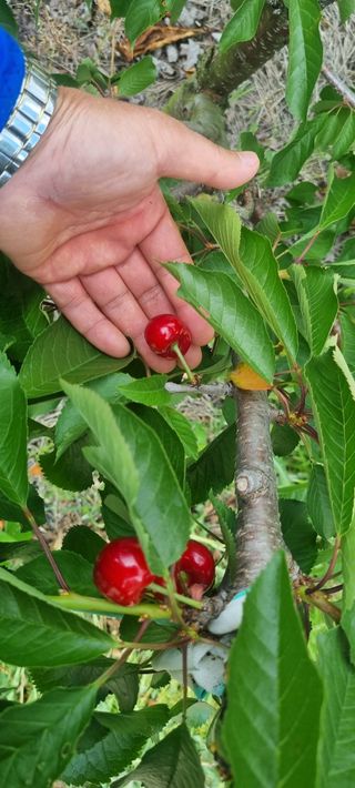 박승수님의 기타작물 · 영농일지 작성글 사진