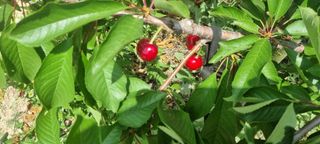 박승수님의 기타작물 · 영농일지 작성글 사진