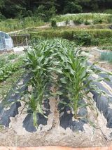 팜모닝 옥수수·영농일지 게시글 이미지