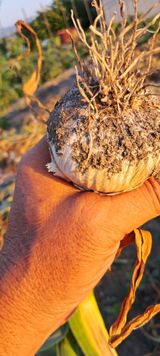 팜모닝 마늘·영농일지 게시글 이미지