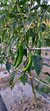 팜모닝 고추·영농일지 게시글 이미지