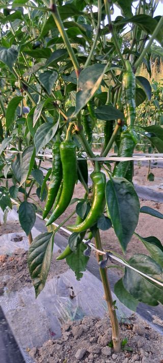 정진구님의 고추 · 영농일지 작성글 사진