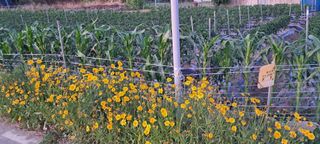 정진구님의 고추 · 영농일지 작성글 사진