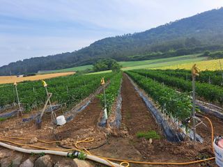 꿈드림뜨락님의 6월 내 작물 자랑하기🌱 · 참여글 작성글 사진