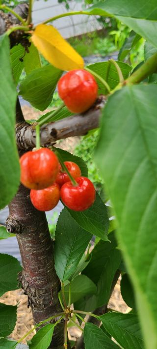 (천지산)님의 사과 · 영농일지 작성글 사진