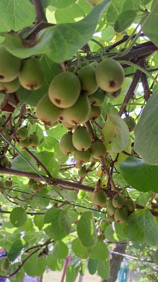 태능김동수님의 기타작물 · 영농일지 작성글 사진