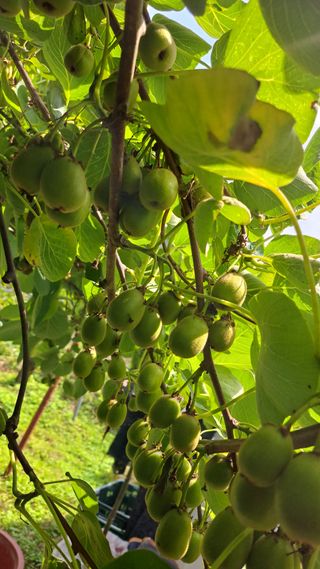 태능김동수님의 기타작물 · 영농일지 작성글 사진