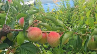 다온아띠농원 장현호님의 자유주제 · 자유게시판 작성글 사진