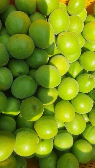 다온아띠농원 장현호님의 자유주제 · 자유게시판 작성글 사진