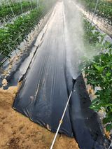 팜모닝 고추·영농일지 게시글 이미지