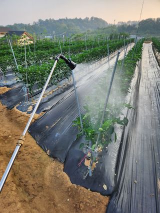 장재갑님의 고추 · 영농일지 작성글 사진