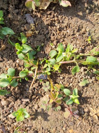 권영도님의 감자 · 병해충상담 작성글 사진