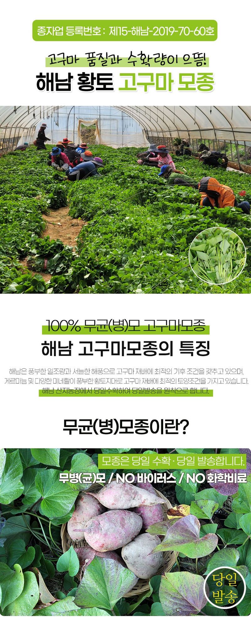 초록미소 금호농장님의 장터 판매 상품 [[품절] 해남 무병묘 황토 고구마모종 종순 3kg 5kg 10kg 20kg 판매합니다.] 첨부 사진