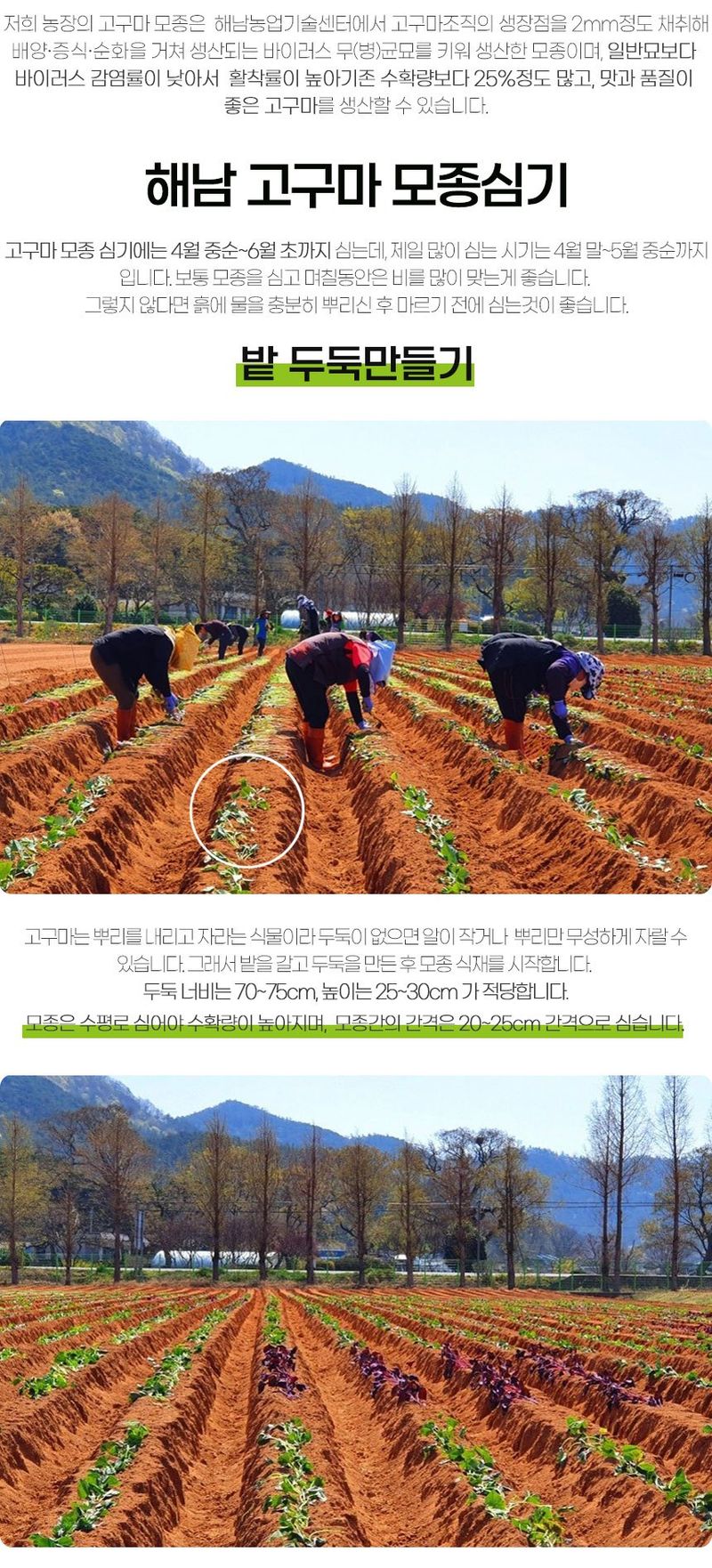 초록미소 금호농장님의 장터 판매 상품 [[품절] 해남 무병묘 황토 고구마모종 종순 3kg 5kg 10kg 20kg 판매합니다.] 첨부 사진