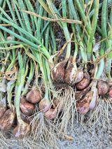 팜모닝 자유주제·자유게시판 게시글 이미지