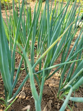 갈담리님의 파 · 영농일지 작성글 사진