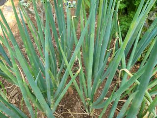 갈담리님의 파 · 영농일지 작성글 사진