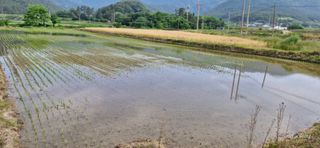 강진초가집님의 벼 · 병해충상담 작성글 사진