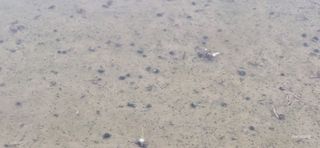 강진초가집님의 벼 · 병해충상담 작성글 사진