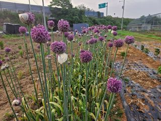 김기만님의 마늘 · 영농일지 작성글 사진