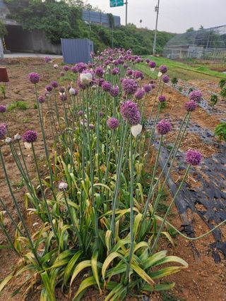 김기만님의 마늘 · 영농일지 작성글 사진