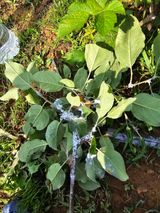 팜모닝 농사, 무엇이든 물어보세요!·참여글 게시글 이미지