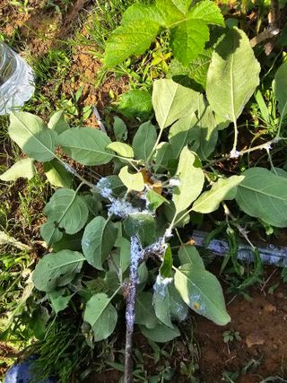 노준규님의 농사, 무엇이든 물어보세요! · 참여글 작성글 사진