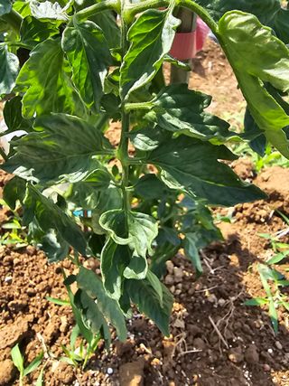 노준규님의 농사, 무엇이든 물어보세요! · 참여글 작성글 사진