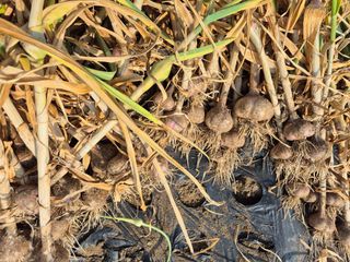 김연숙님의 6월 내 작물 자랑하기🌱 · 참여글 작성글 사진