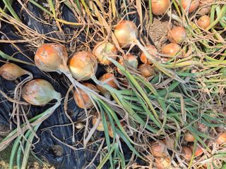 김연숙님의 6월 내 작물 자랑하기🌱 · 참여글 작성글 사진