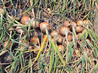 김연숙님의 6월 내 작물 자랑하기🌱 · 참여글 작성글 사진