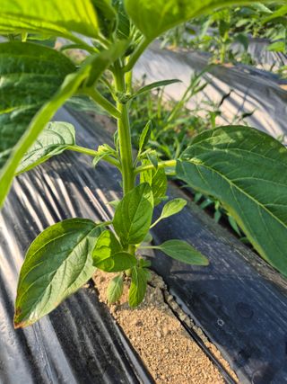 김연숙님의 6월 내 작물 자랑하기🌱 · 참여글 작성글 사진