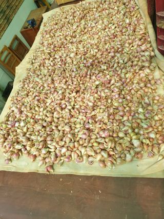 편점님의 6월 내 작물 자랑하기🌱 · 참여글 작성글 사진