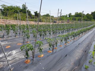 편점님의 6월 내 작물 자랑하기🌱 · 참여글 작성글 사진