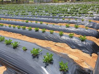 편점님의 6월 내 작물 자랑하기🌱 · 참여글 작성글 사진
