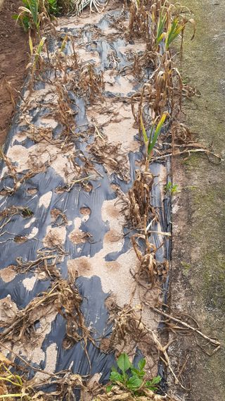 초보텃밭님의 6월 내 작물 자랑하기🌱 · 참여글 작성글 사진